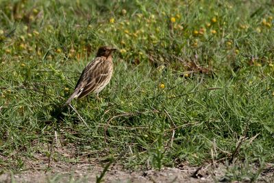 Red-throated Pipit
