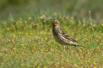 Red-throated Pipit
