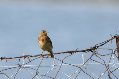 Red-throated Pipit