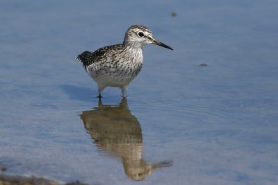 Wood Sandpiper
