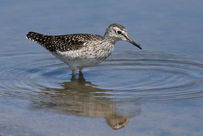 Wood Sandpiper