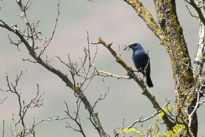 Blue Rock Thrush