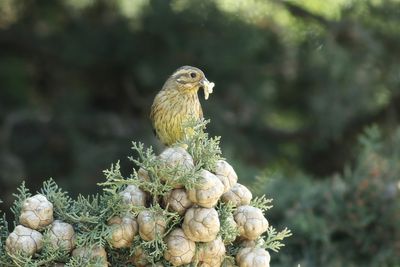 Cirl Bunting