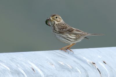Corn Bunting