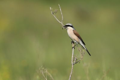Red-backed Shrike