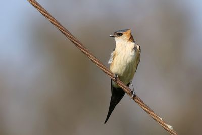 Red-rumped Swallow
