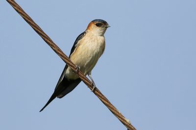 Red-rumped Swallow