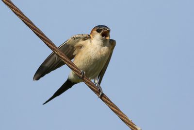 Red-rumped Swallow