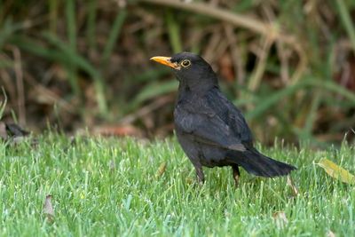 Common Blackbird