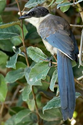 Iberian Magpie