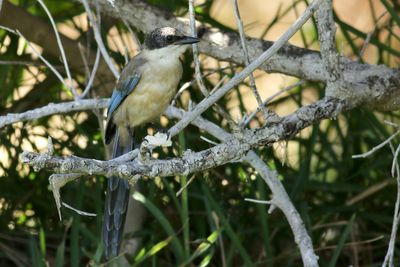 Iberian Magpie