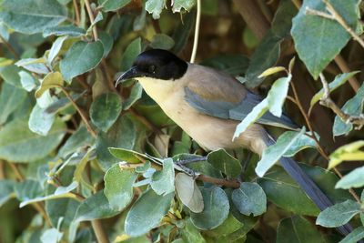Iberian Magpie
