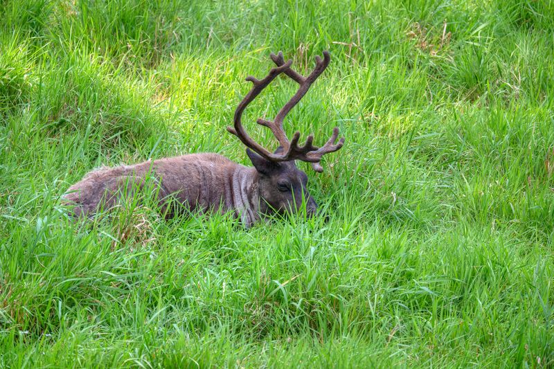 Caribou