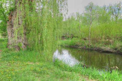 Vermillion River Trout Stream