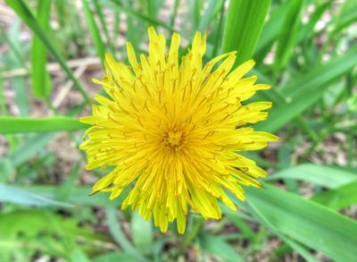 Dandelion