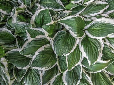 Hosta Plant