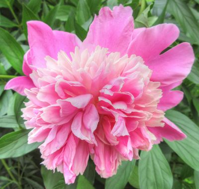 Peony