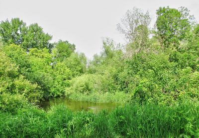 Vermillion River Trout Stream