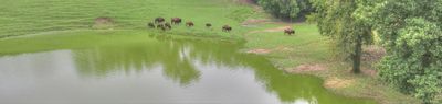 American Bison