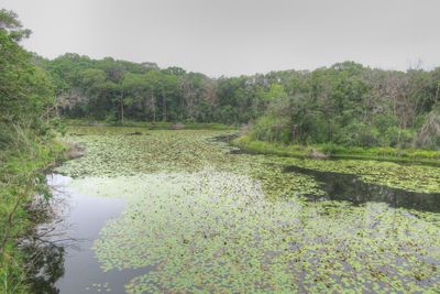 Lily Pad Pond
