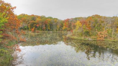 Lily Pad Pond