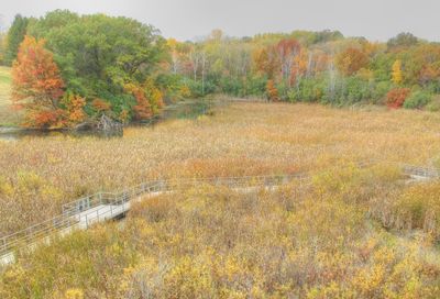 Wetland Boardwalk