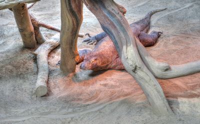 Komodo dragon