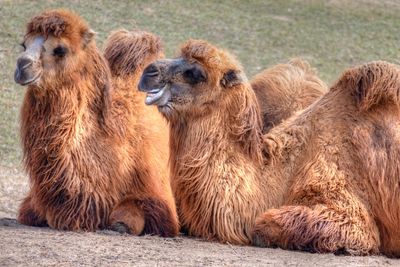 Bactrian camel