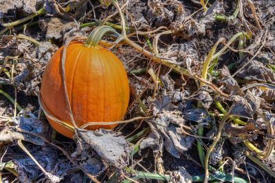 Minnesota Autumn