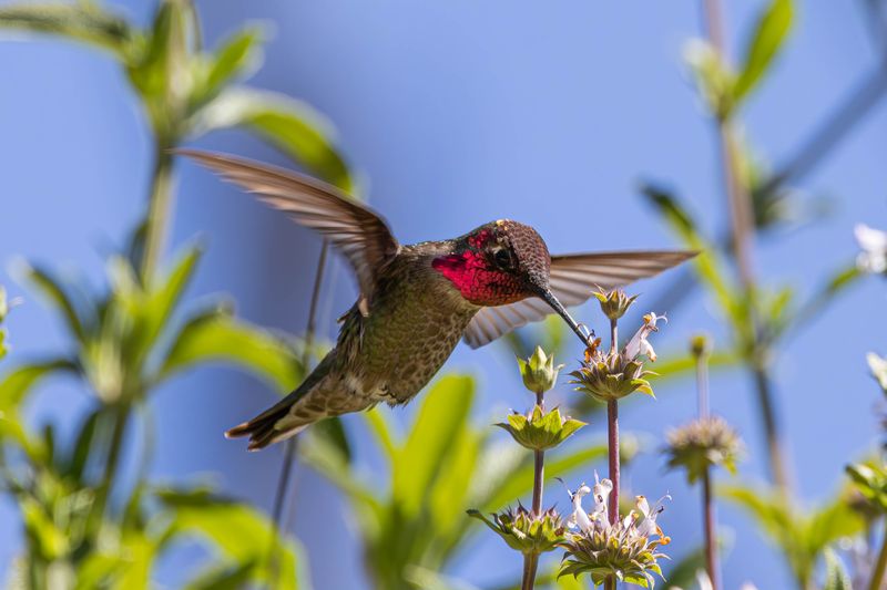 Anna's hummingbird