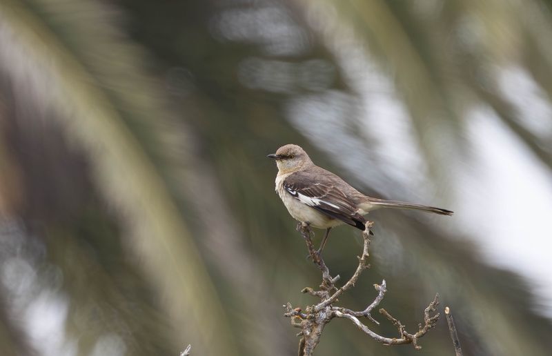 mockingbird