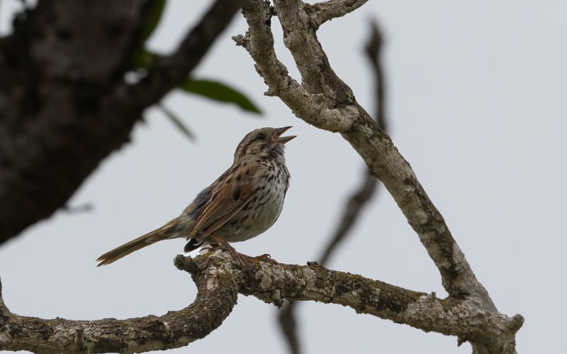 song sparrow