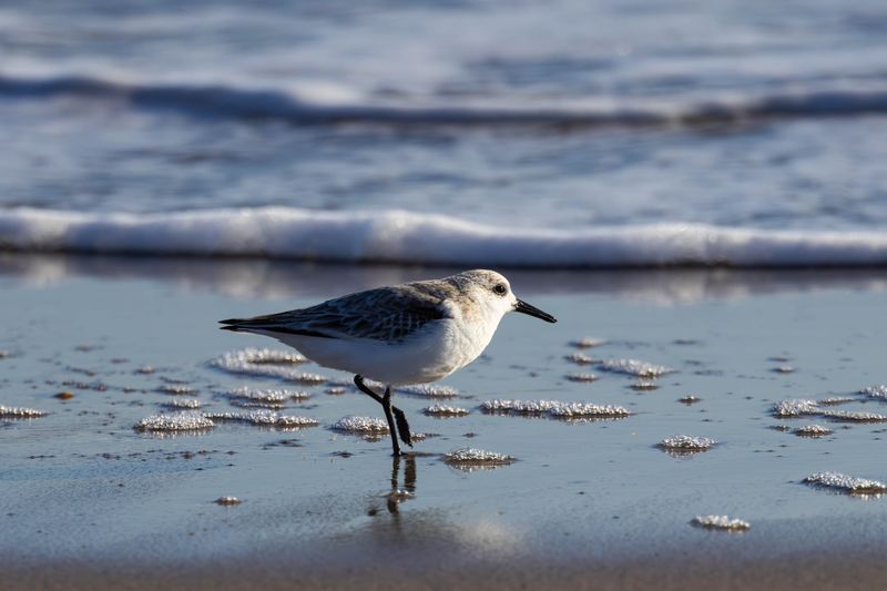 Sanderling