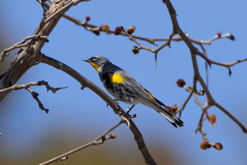 Yellow-rumped warbler