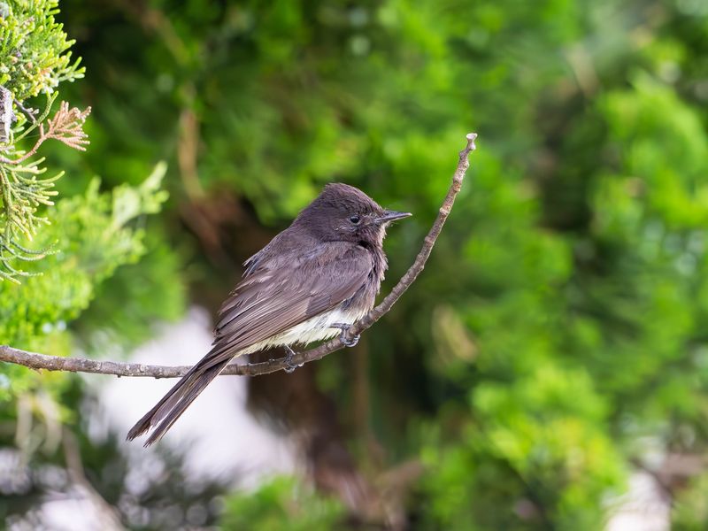 Black phoebe