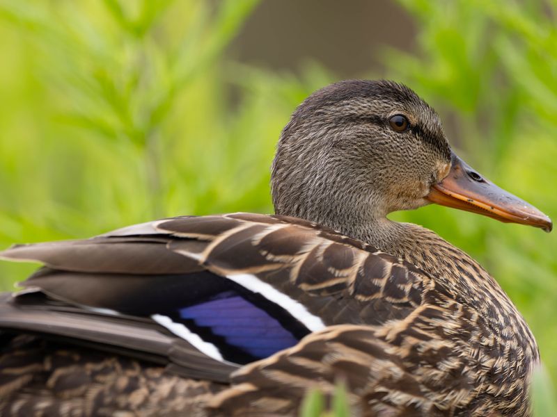 Mallard