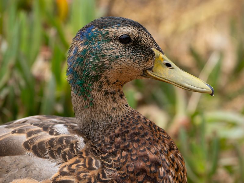 Mallard