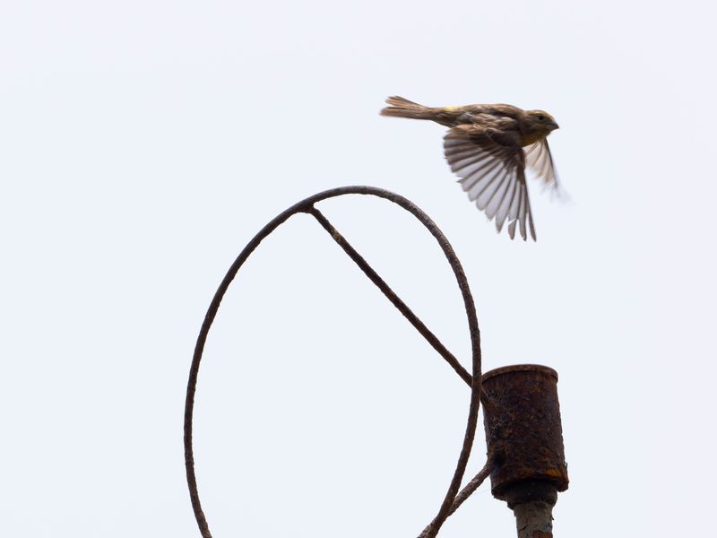 house finch 