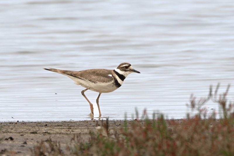 Killdeer