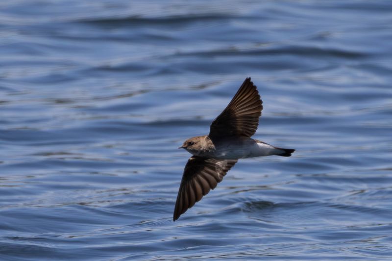 Northern Rough-winged Swallow