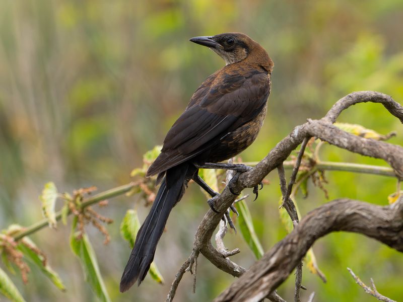 Great tailed Grackle