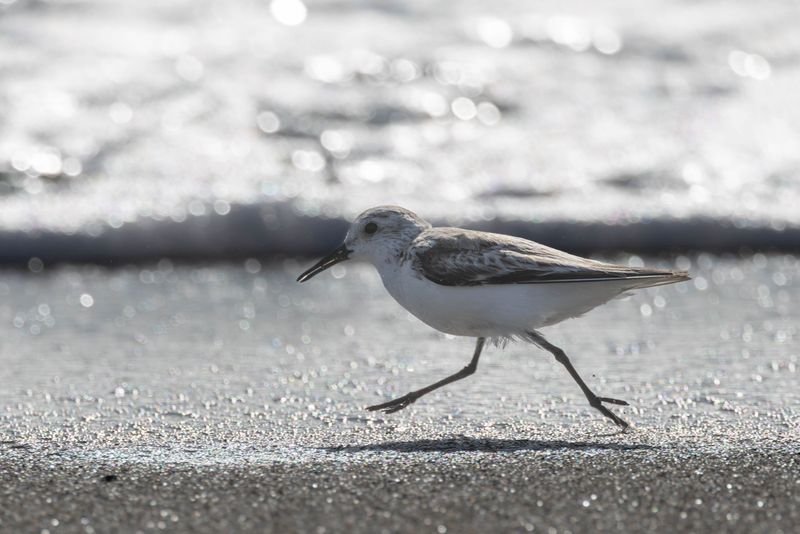 Sanderling 