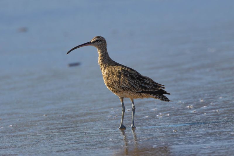 Whimbrel