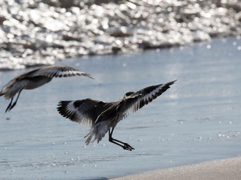 Willets landing