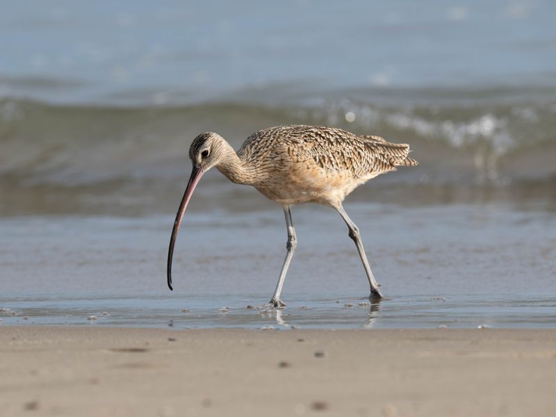 Long billed curlew