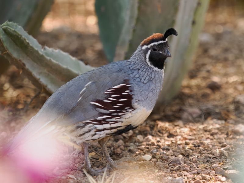 Gambel's Quail