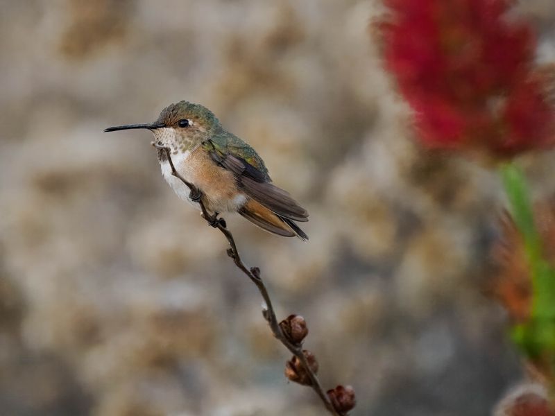 Anna's Hummingbird 