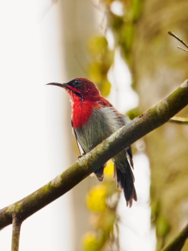 Crimson sunbird