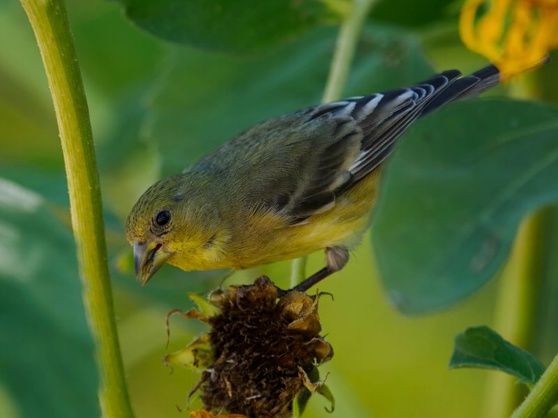 Lesser golffinch