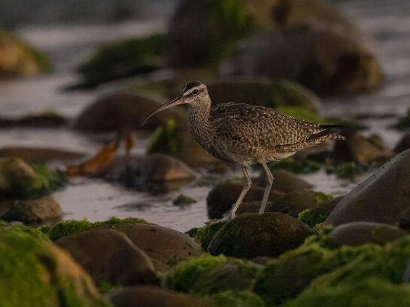 Whimbrel